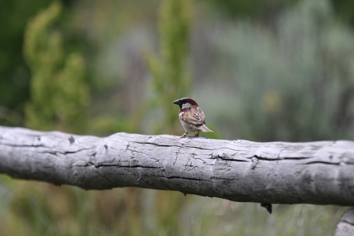 Moineau domestique - ML619948371