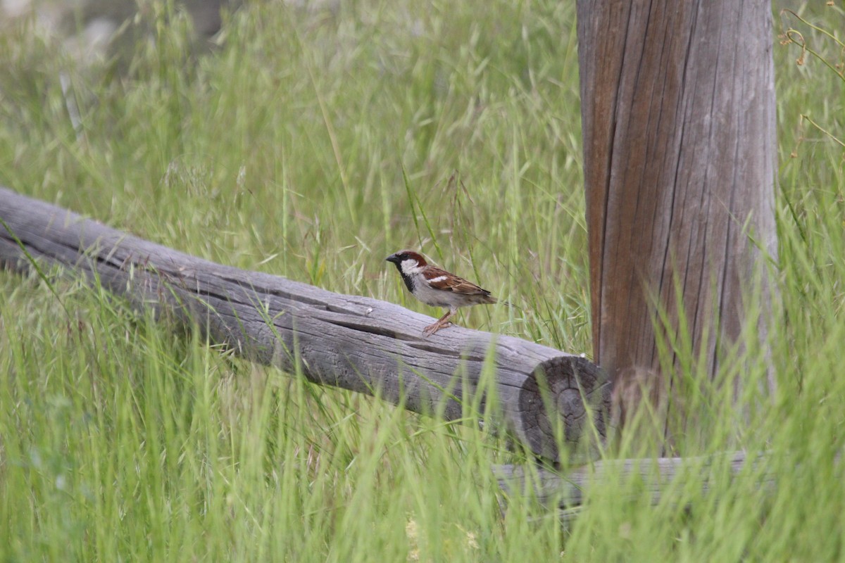 Moineau domestique - ML619948372