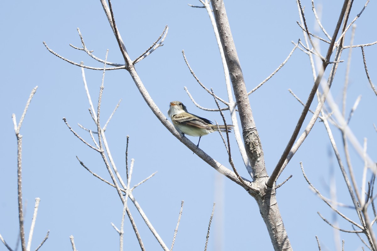 Alder Flycatcher - ML619948380