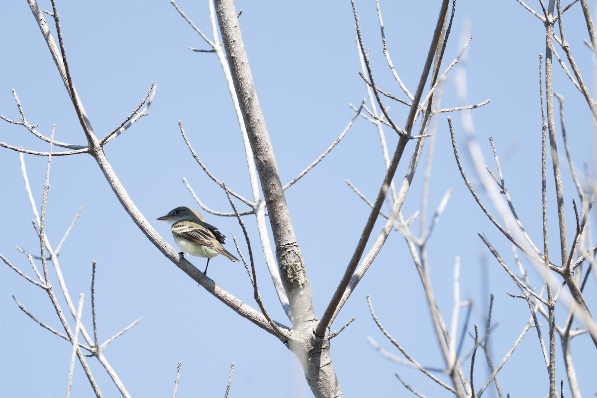 Alder Flycatcher - ML619948382