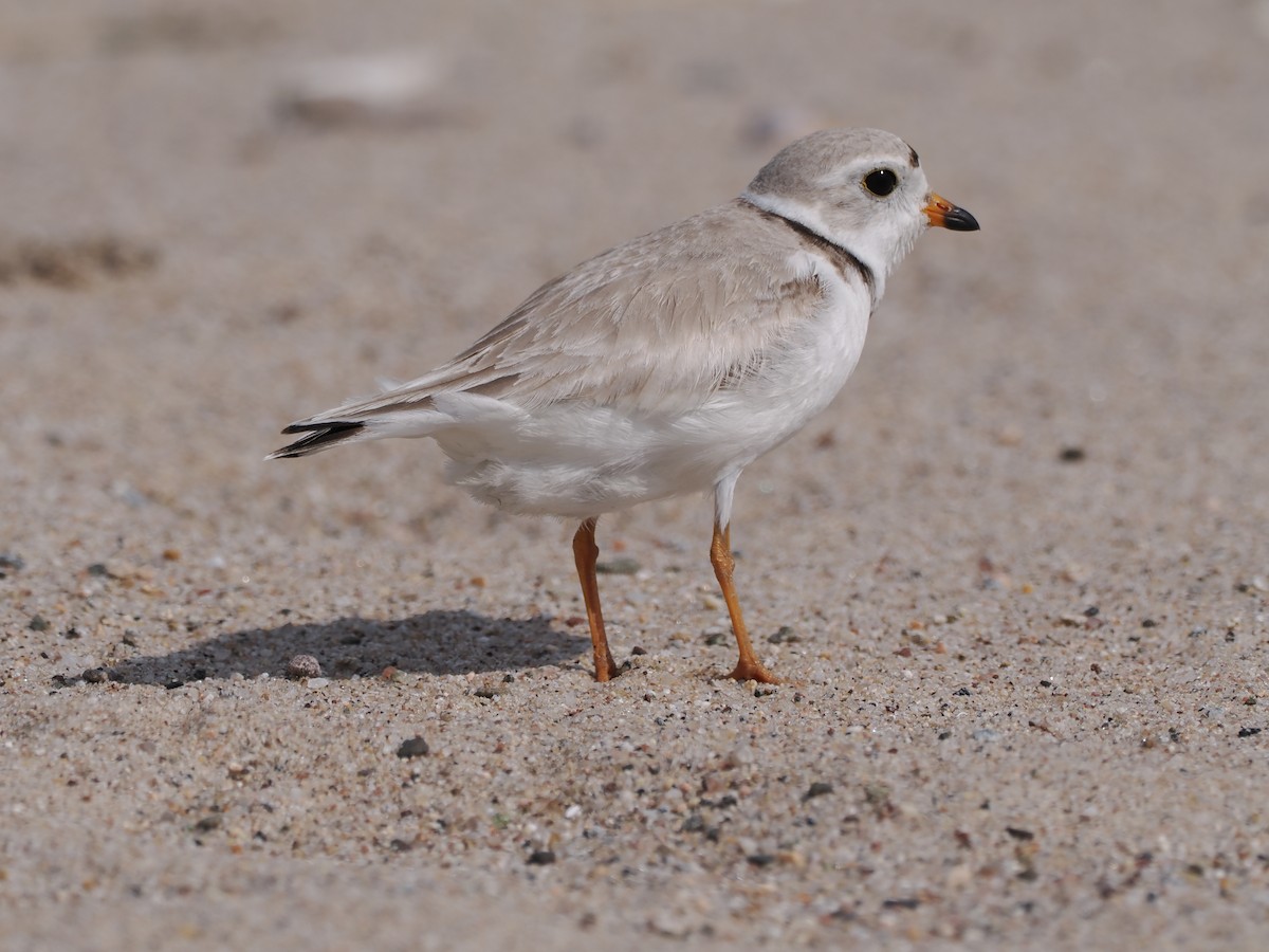 Piping Plover - ML619948383