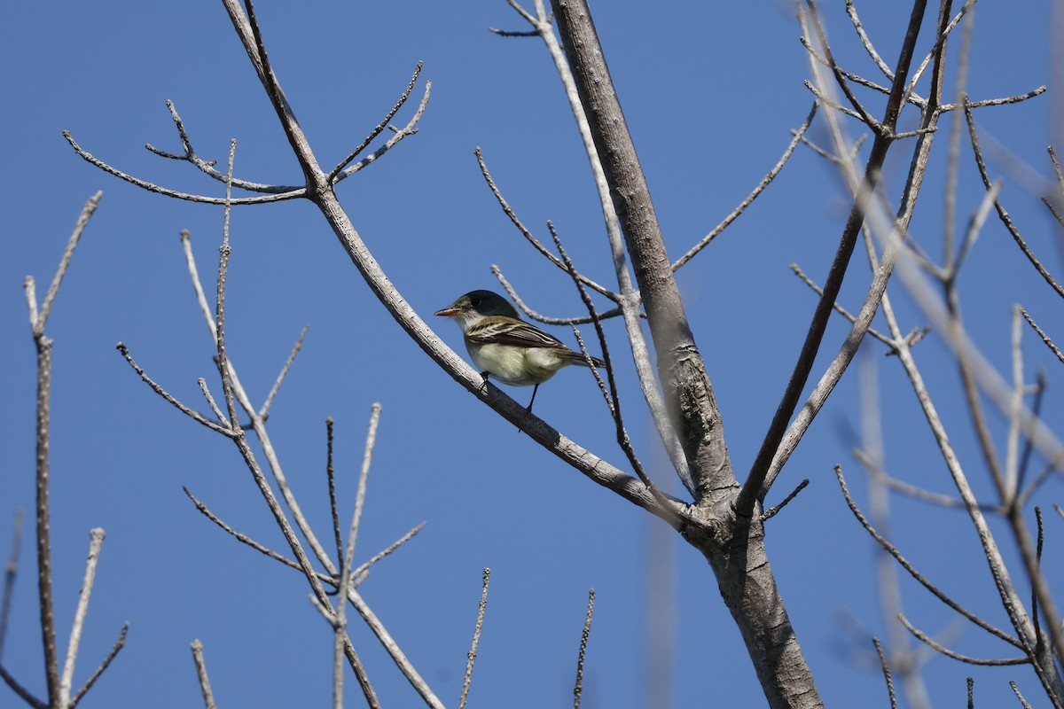 Alder Flycatcher - ML619948384