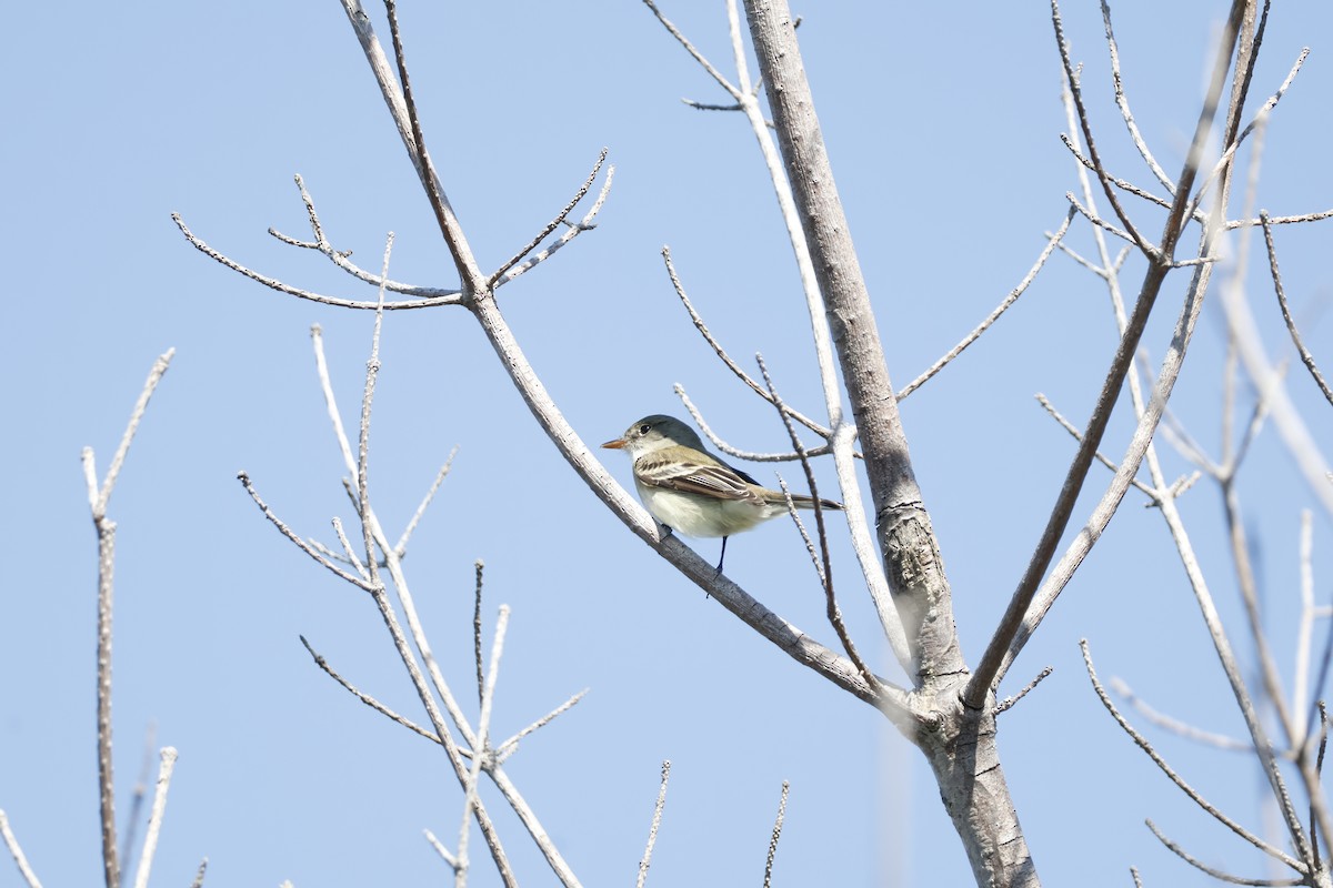 Alder Flycatcher - ML619948385