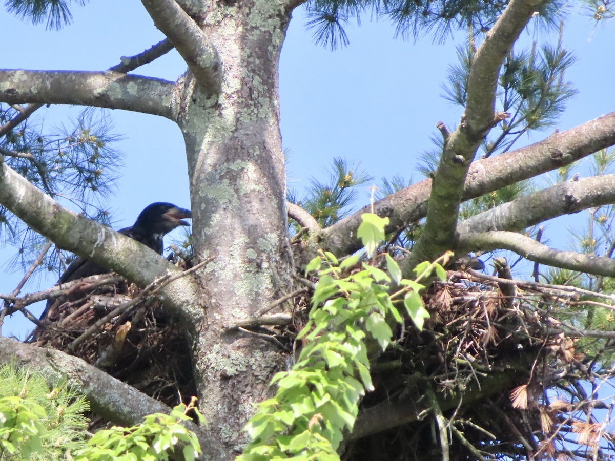 Bald Eagle - ML619948393