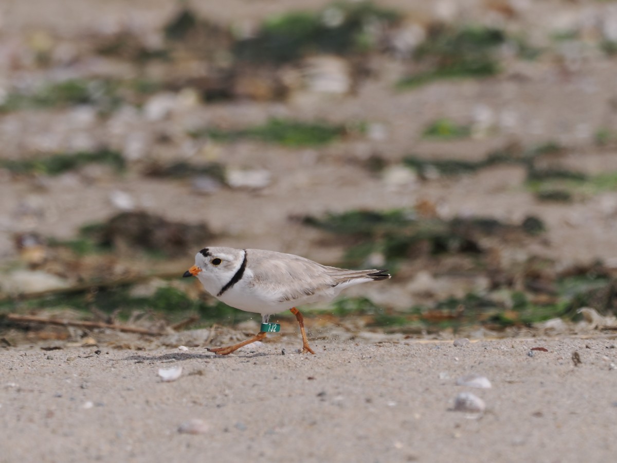 Piping Plover - ML619948404