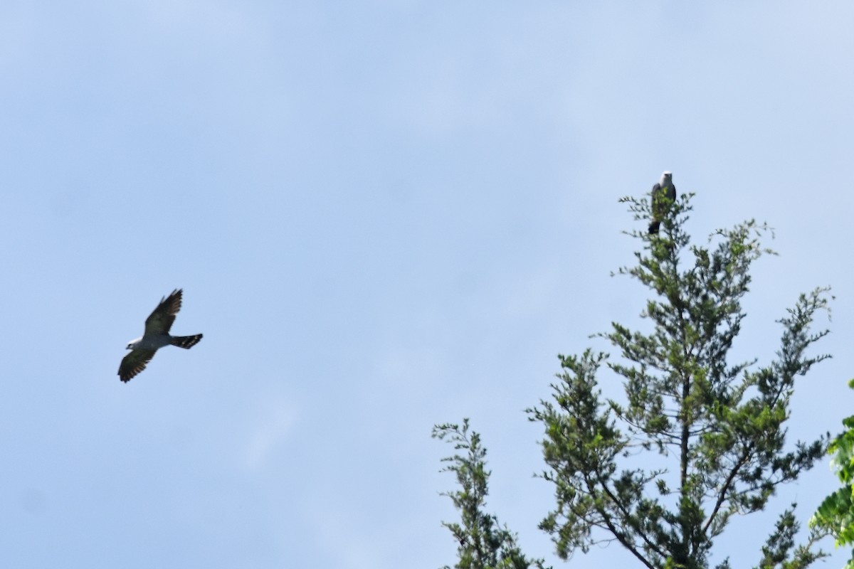 Mississippi Kite - ML619948407