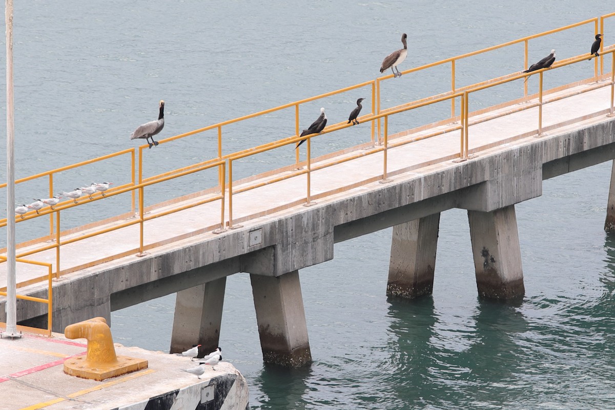 Brown Pelican - ML619948409