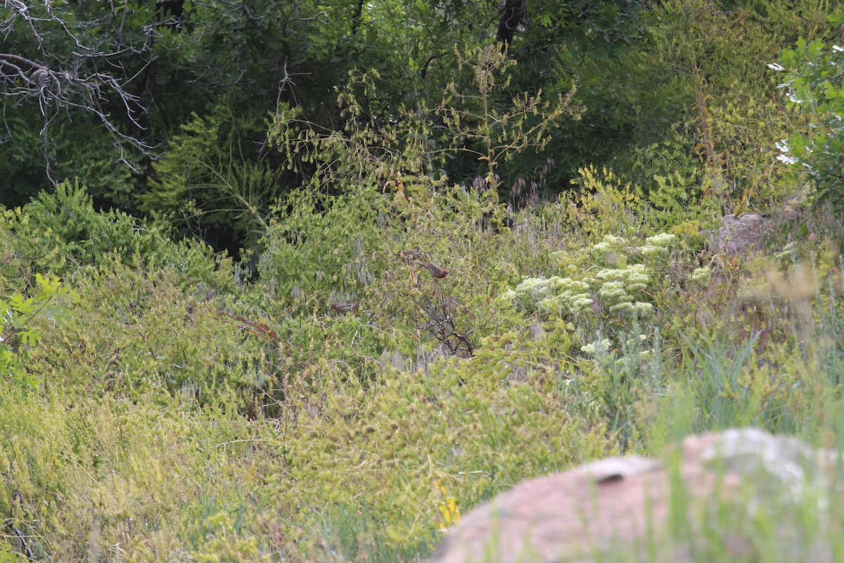 メキシコマシコ - ML619948412