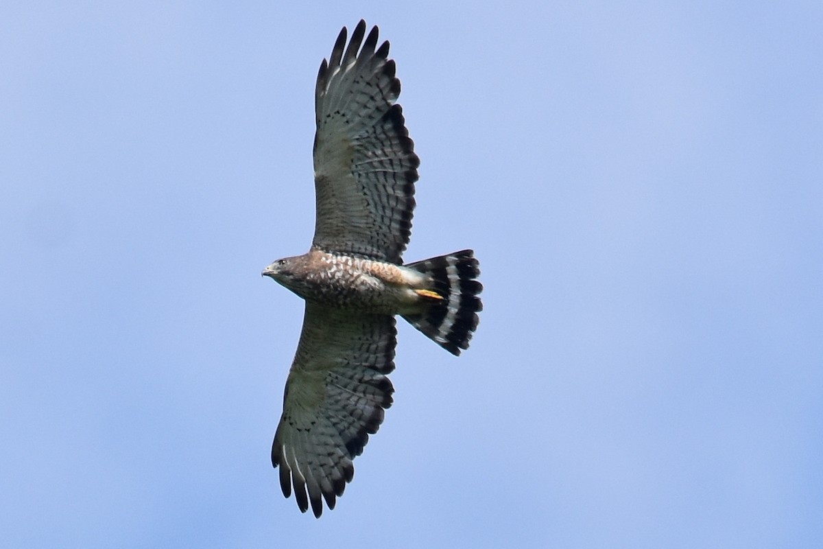 Broad-winged Hawk - ML619948427