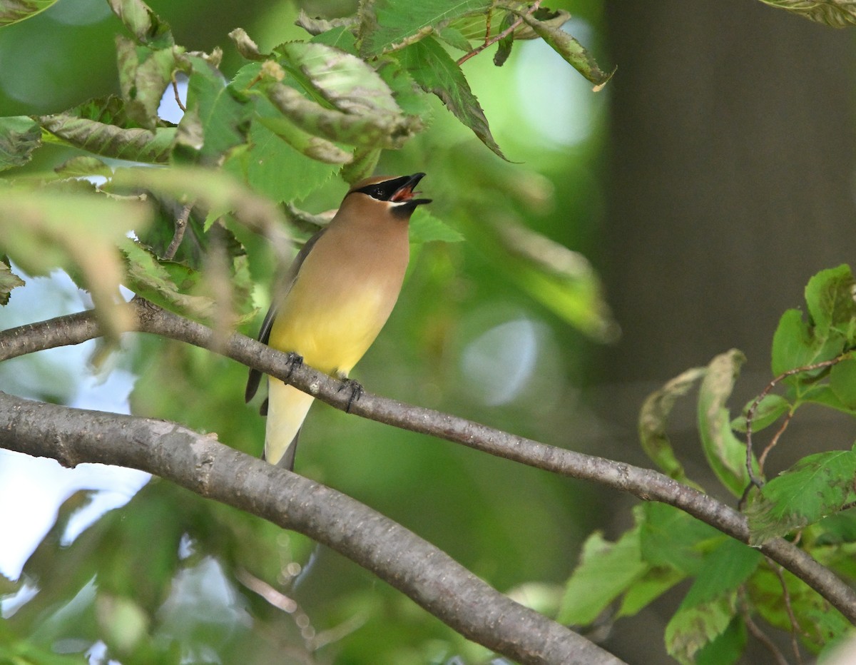 Cedar Waxwing - ML619948429