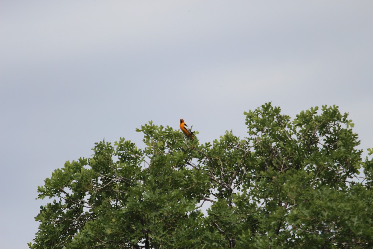 Bullock's Oriole - ML619948431