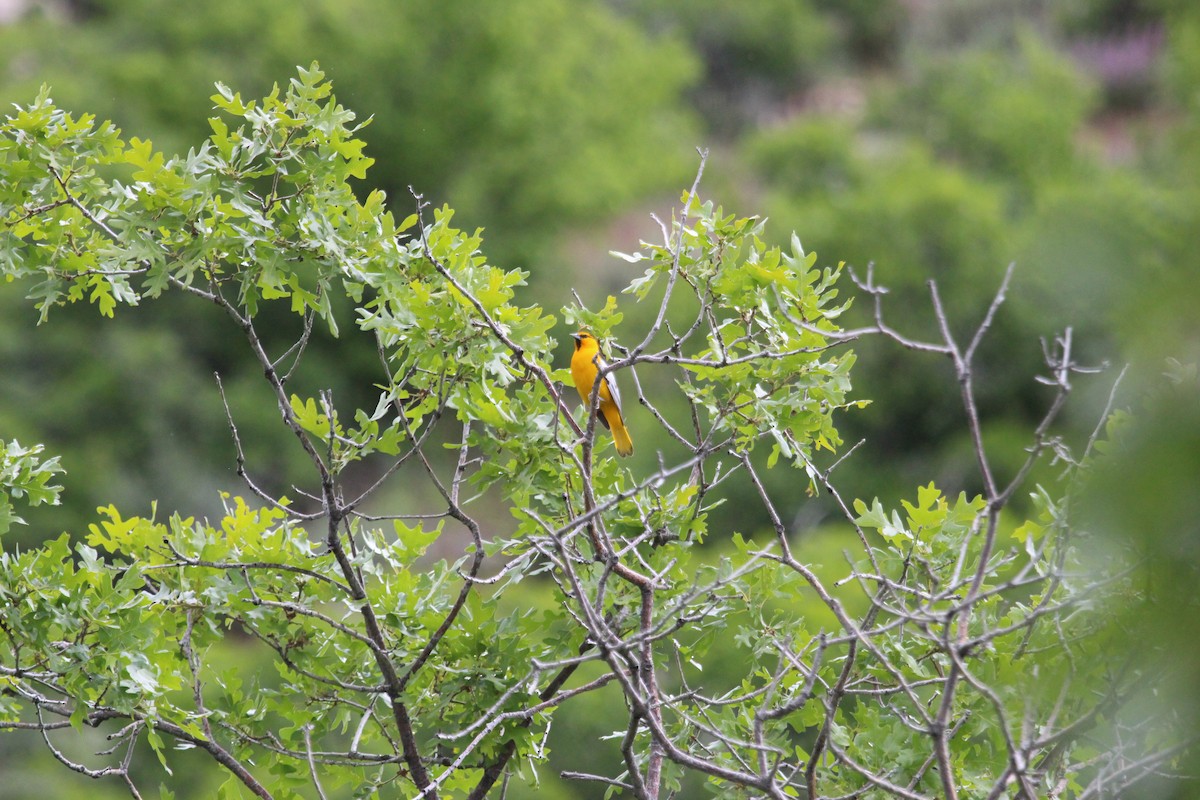 ビュラックムクドリモドキ - ML619948432