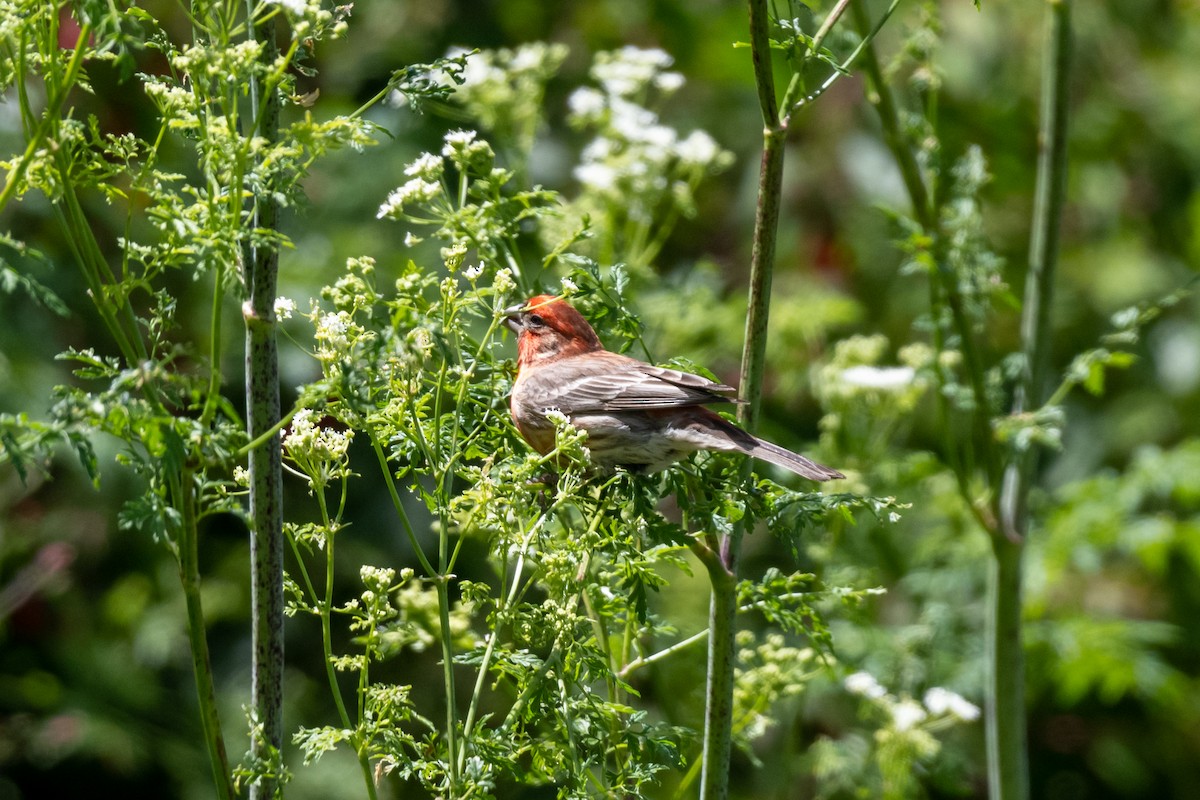 House Finch (Common) - ML619948439