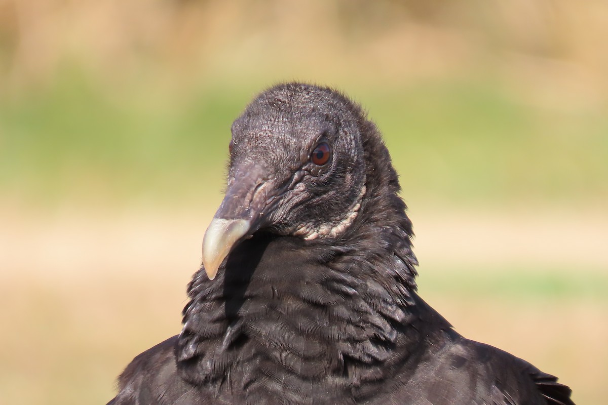 Black Vulture - ML619948446