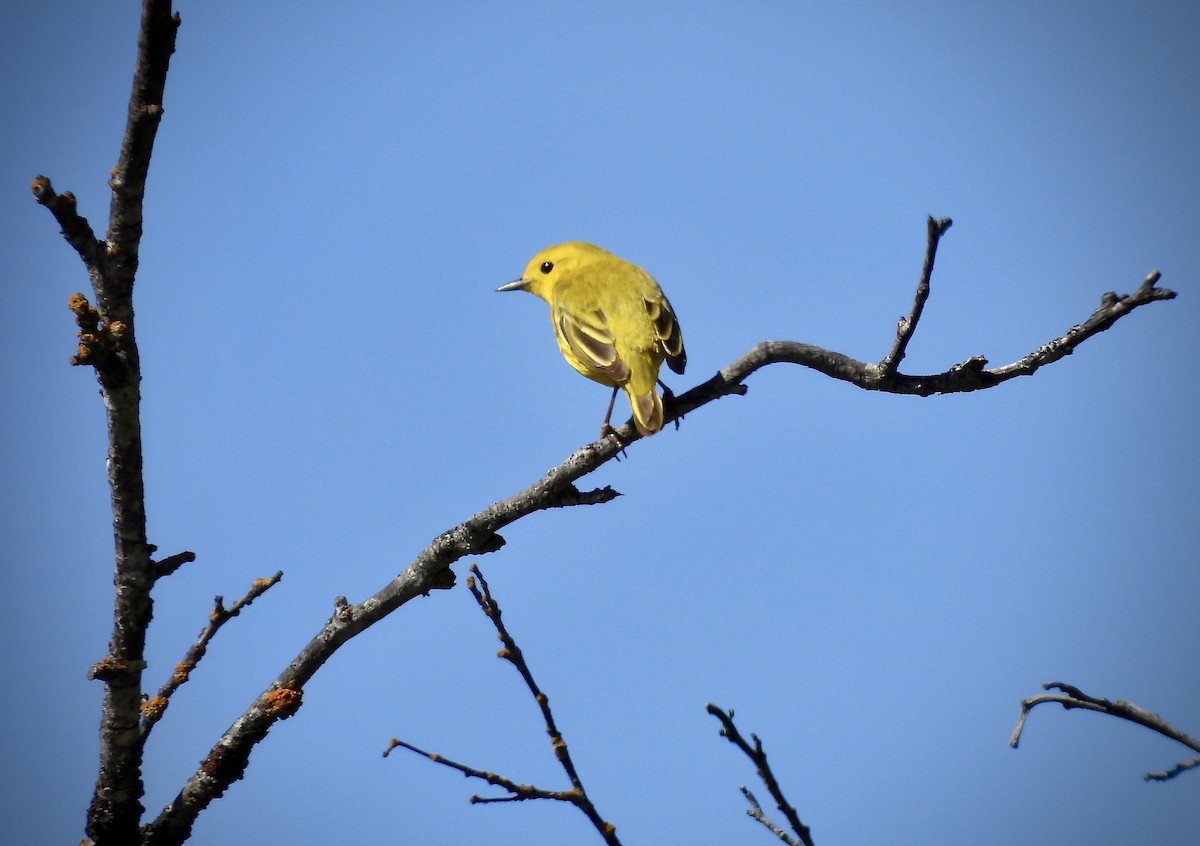 Yellow Warbler - ML619948455