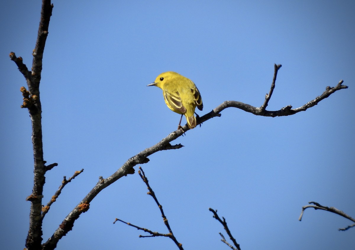 Paruline jaune - ML619948455