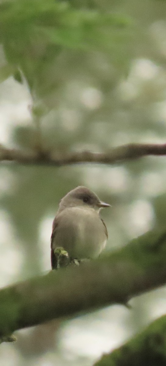 Western Wood-Pewee - ML619948458