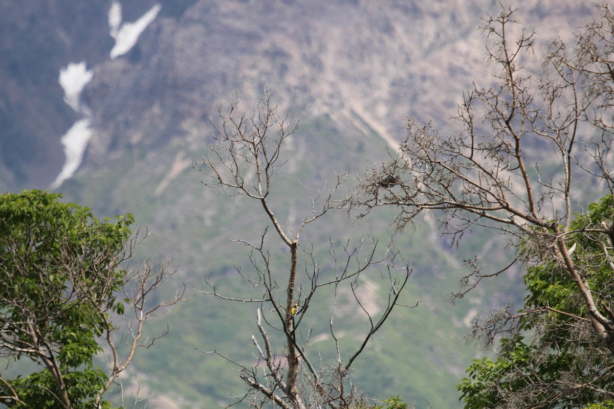 ニシフウキンチョウ - ML619948466