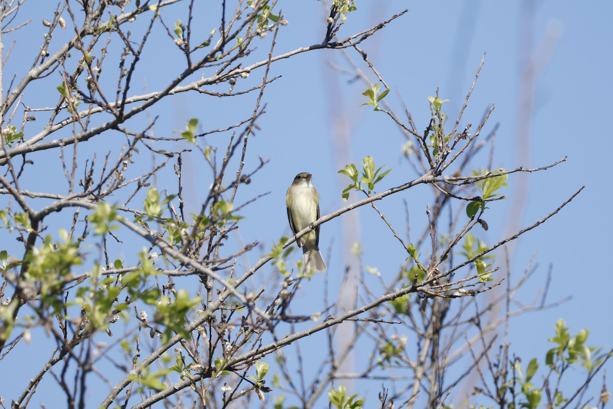 Alder Flycatcher - ML619948468