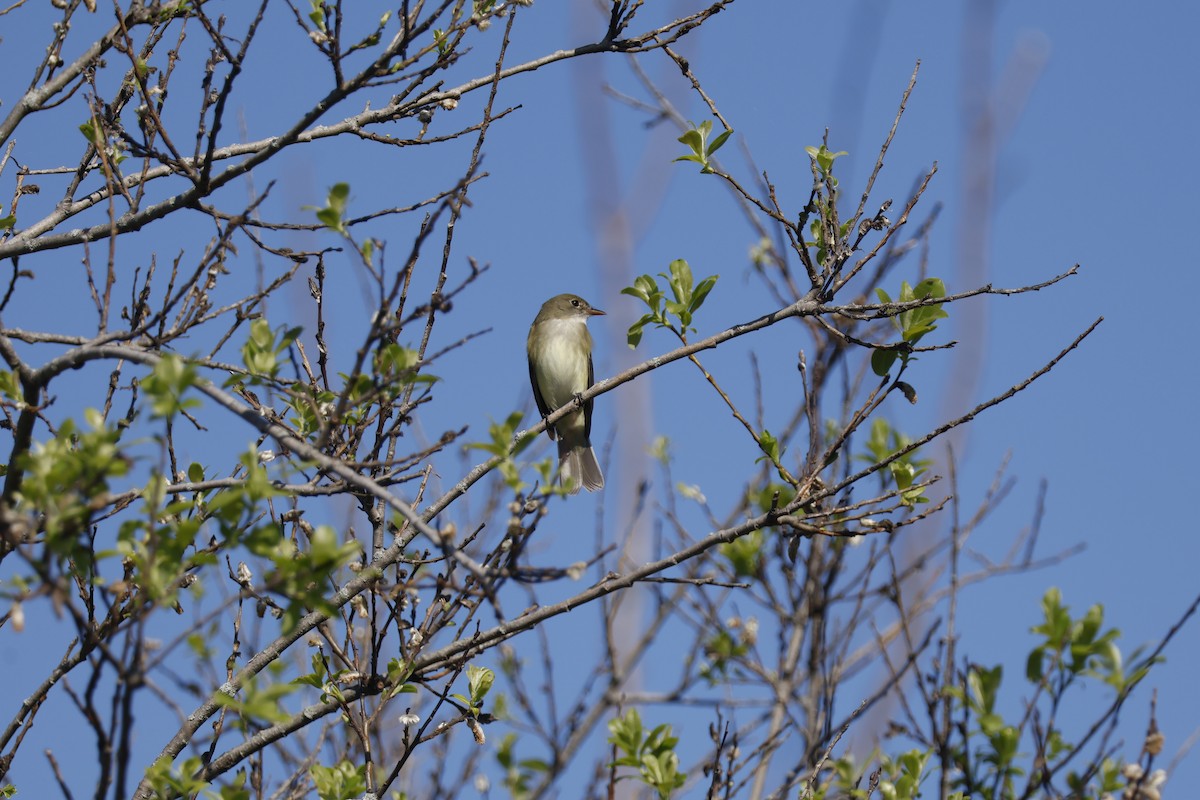 Alder Flycatcher - ML619948469