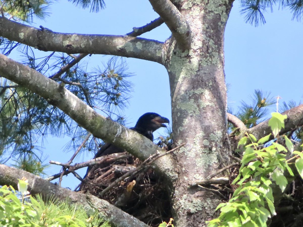 Bald Eagle - ML619948471