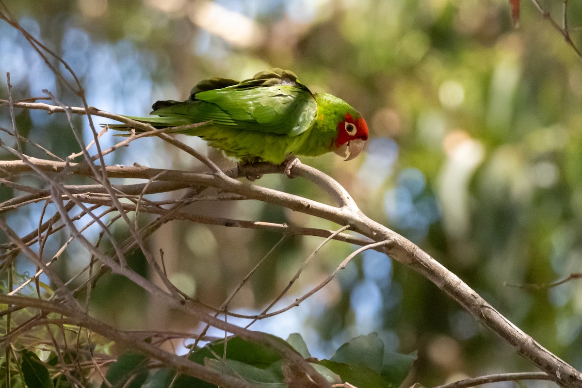 オナガアカボウシインコ - ML619948481