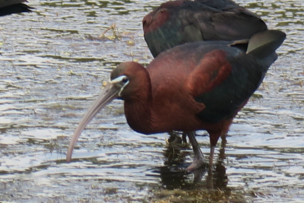 ibis hnědý - ML619948490