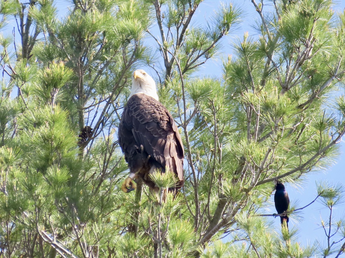 Weißkopf-Seeadler - ML619948517