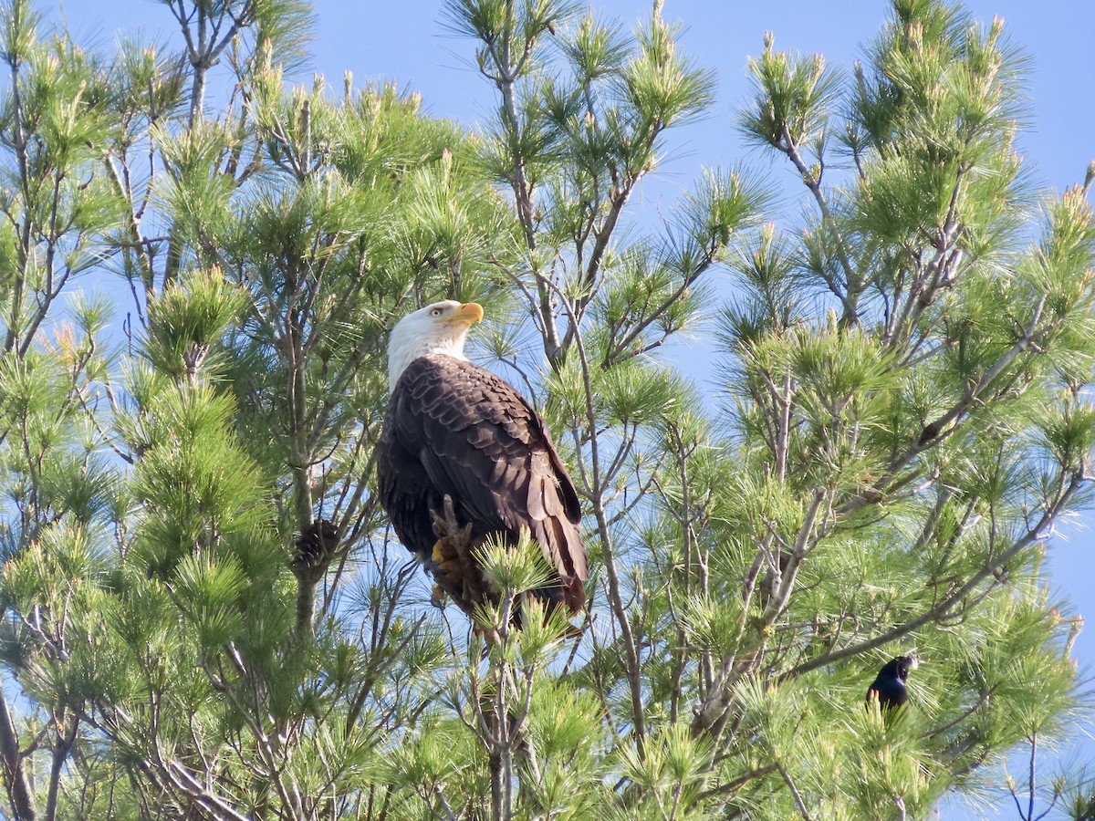 Bald Eagle - ML619948518