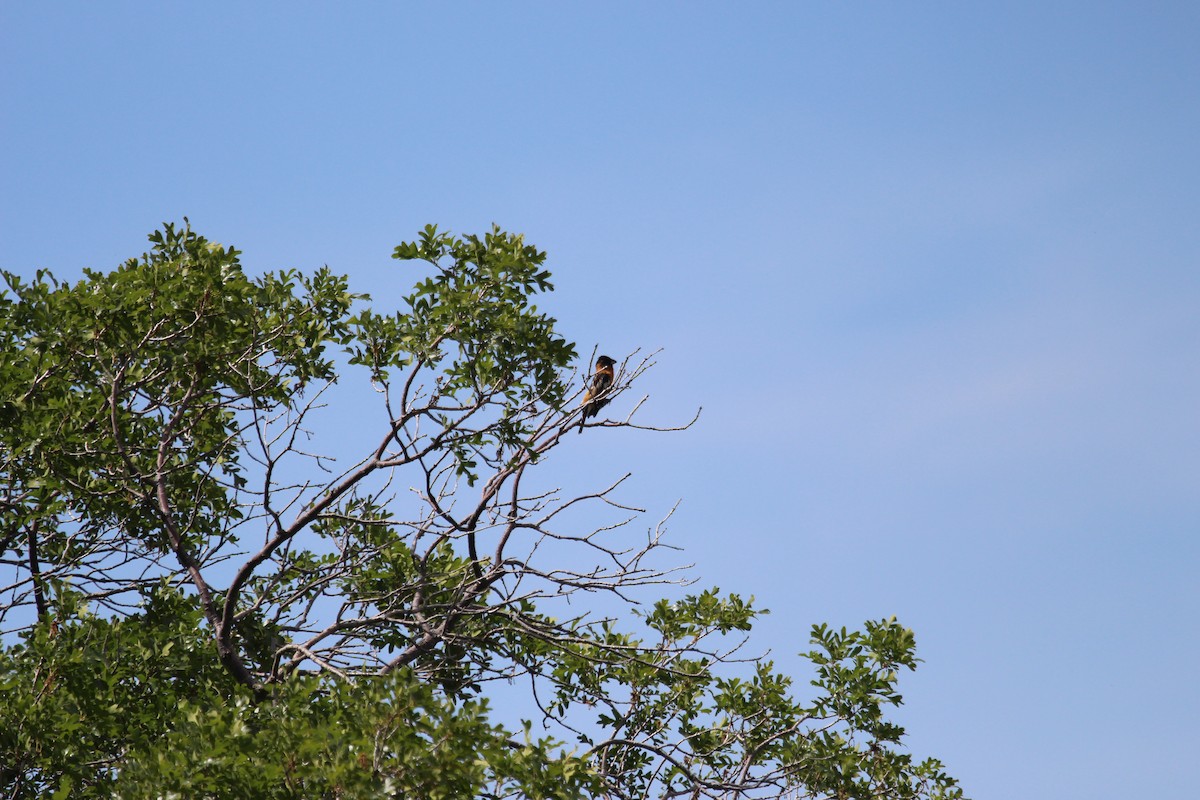 Black-headed Grosbeak - ML619948519