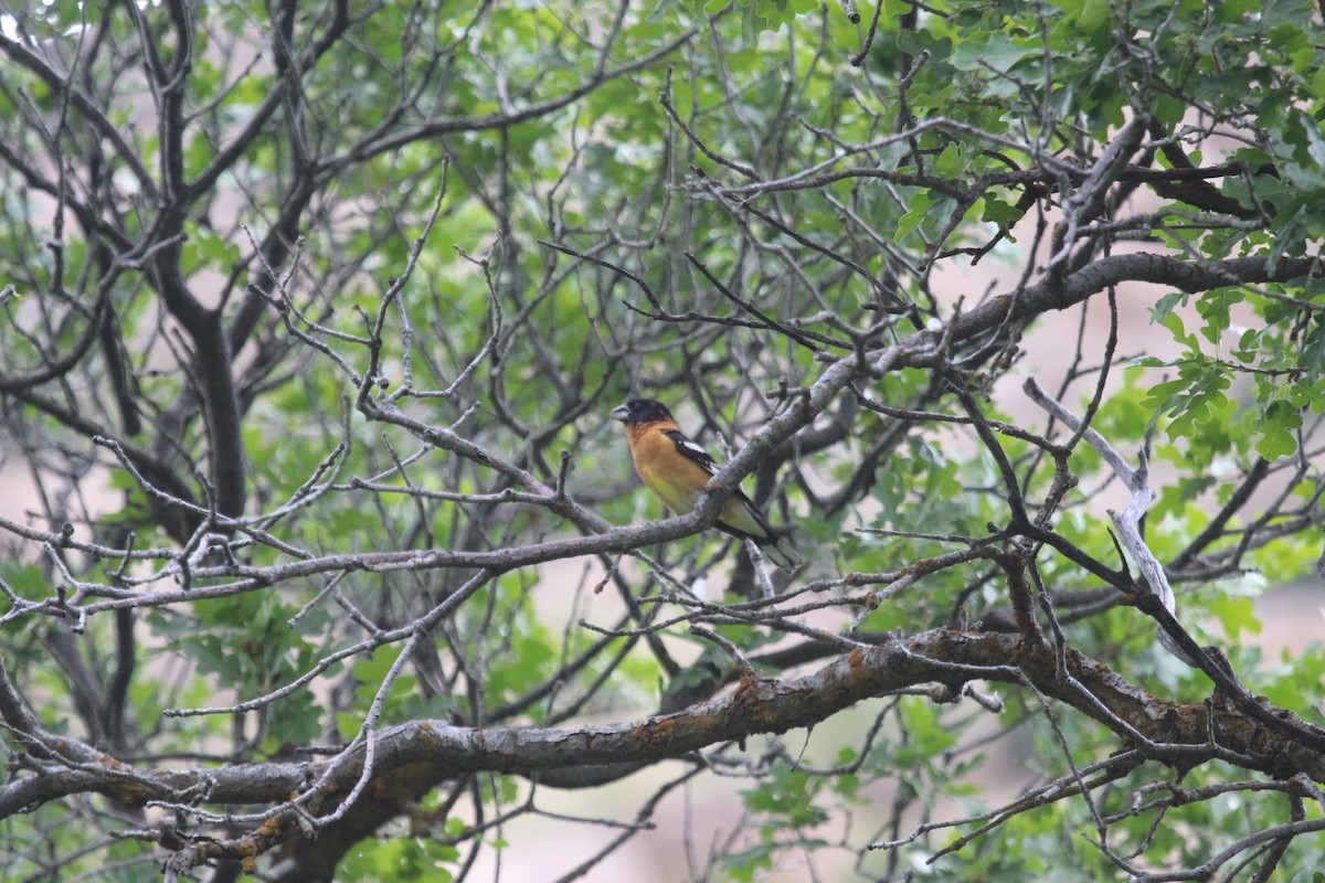 Black-headed Grosbeak - ML619948520