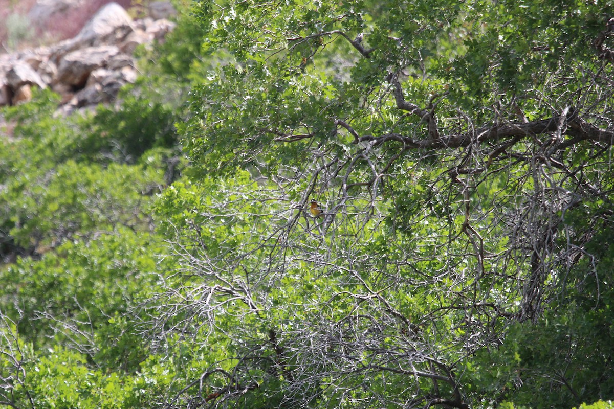 チャバライカル - ML619948523