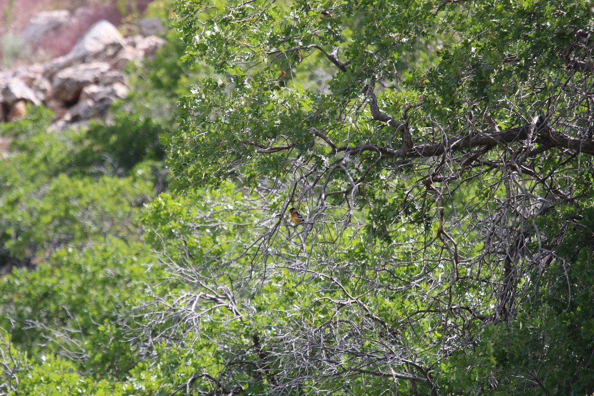 Black-headed Grosbeak - ML619948524