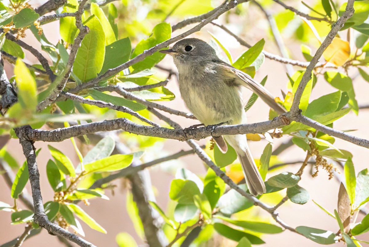 Hammond's Flycatcher - ML619948526