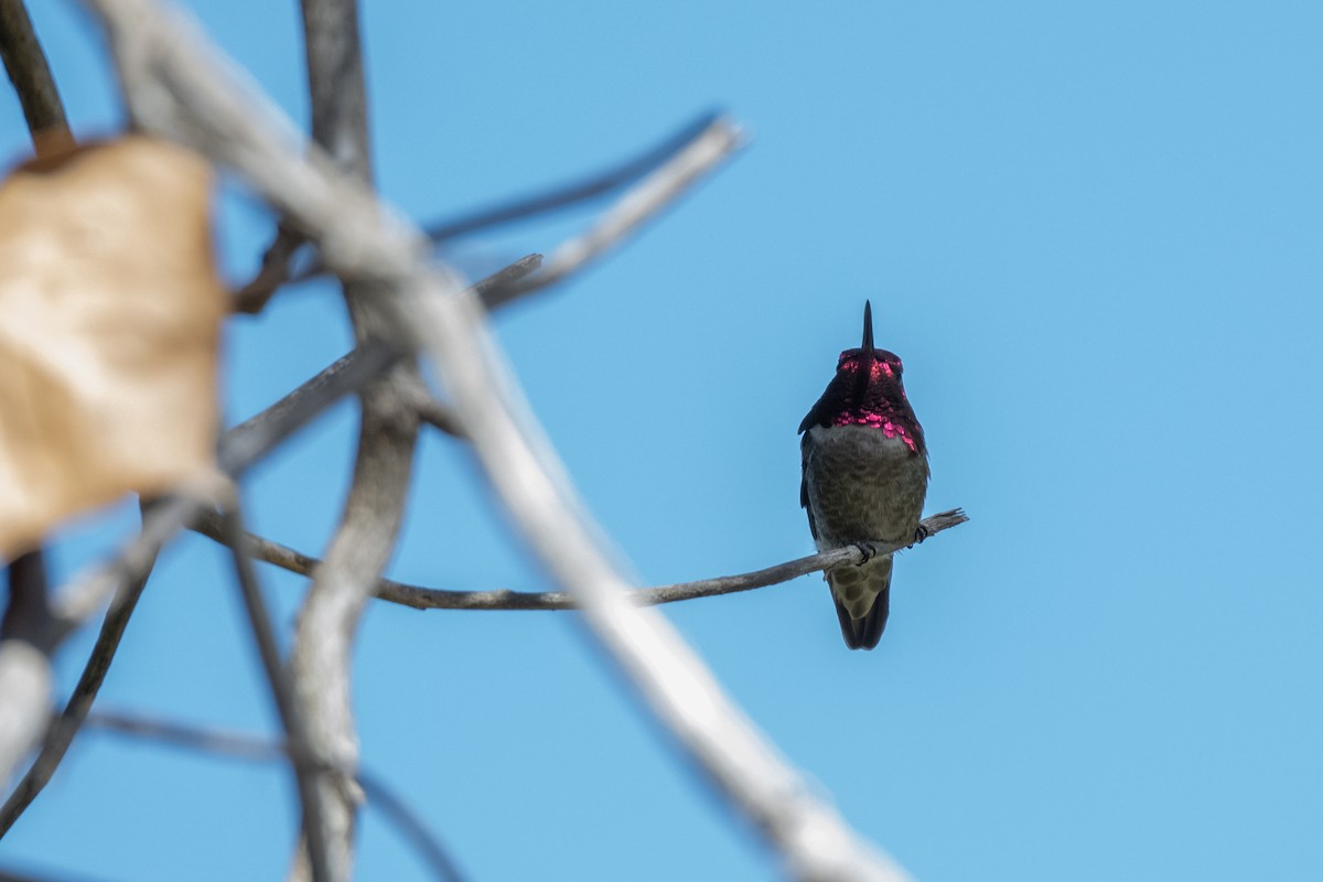 Anna's Hummingbird - ML619948529