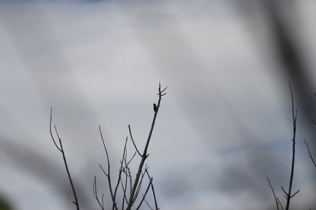 ムネアカルリノジコ - ML619948537