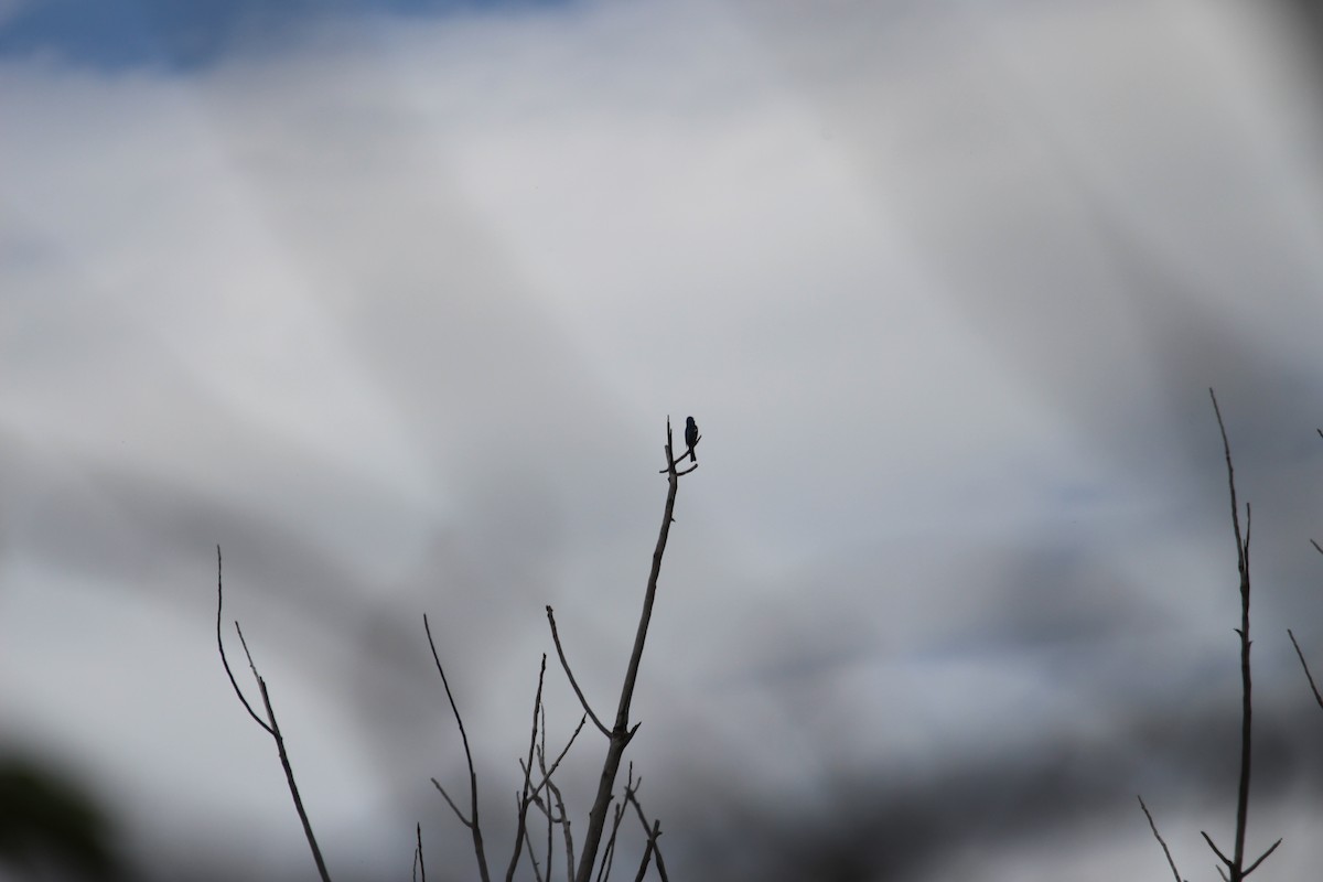 Lazuli Bunting - ML619948538