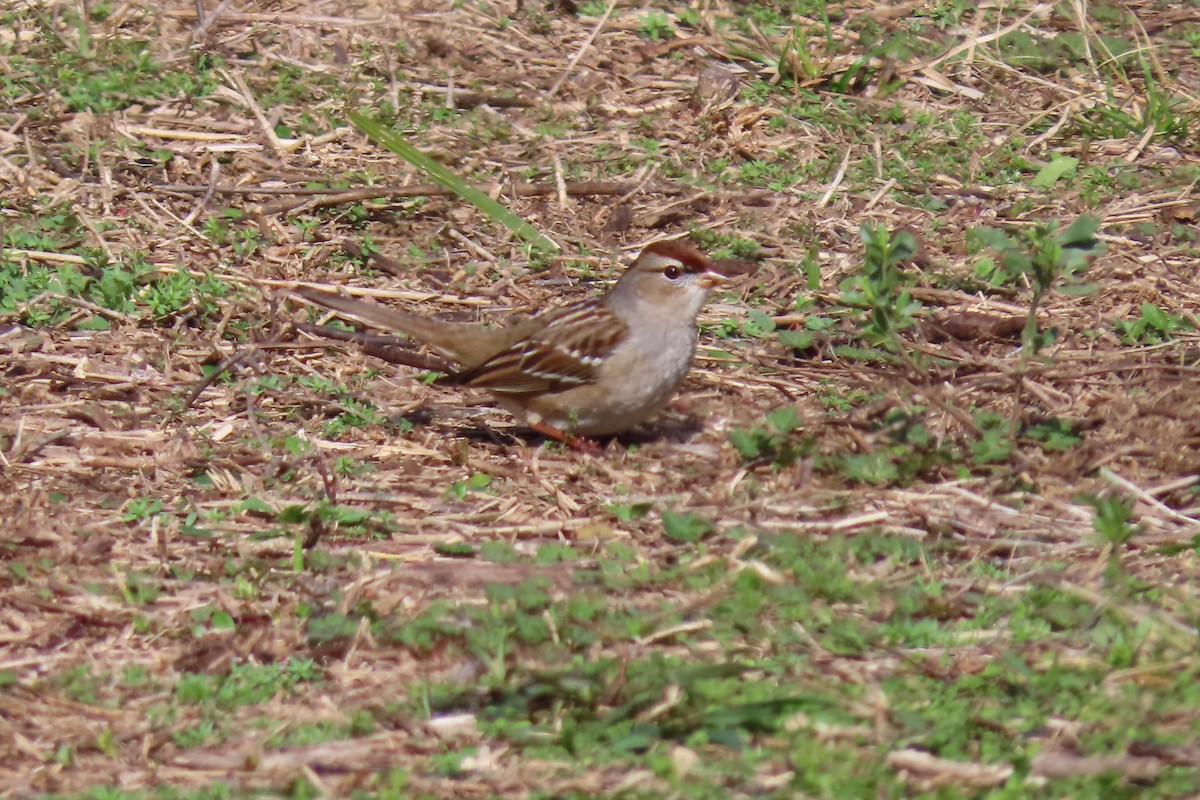 White-crowned Sparrow - ML619948584