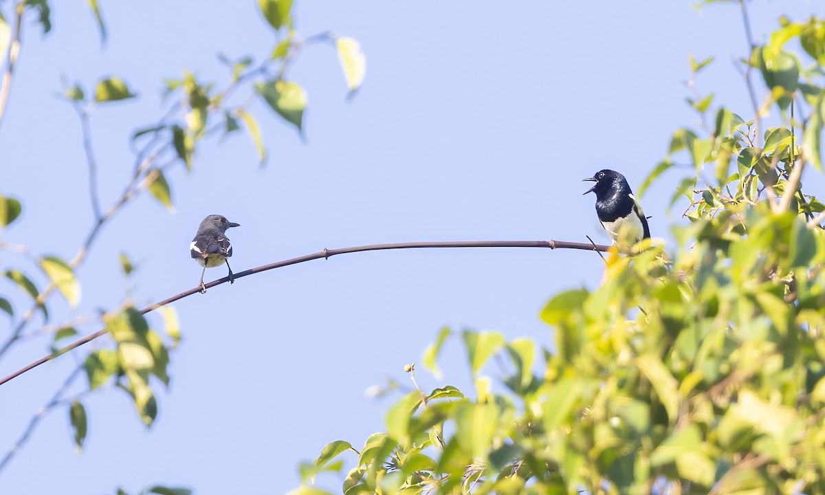 Philippine Magpie-Robin - ML619948593