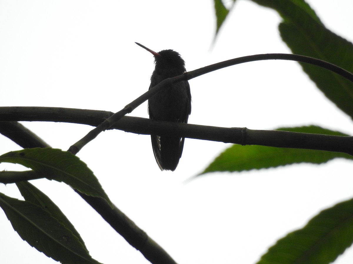 kolibřík zlatoocasý - ML619948594