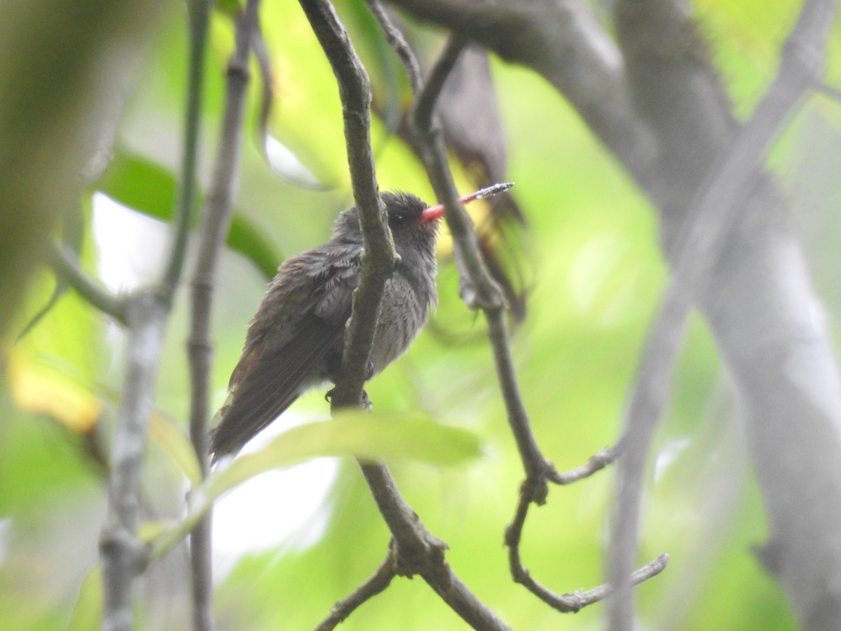 kolibřík zlatoocasý - ML619948596