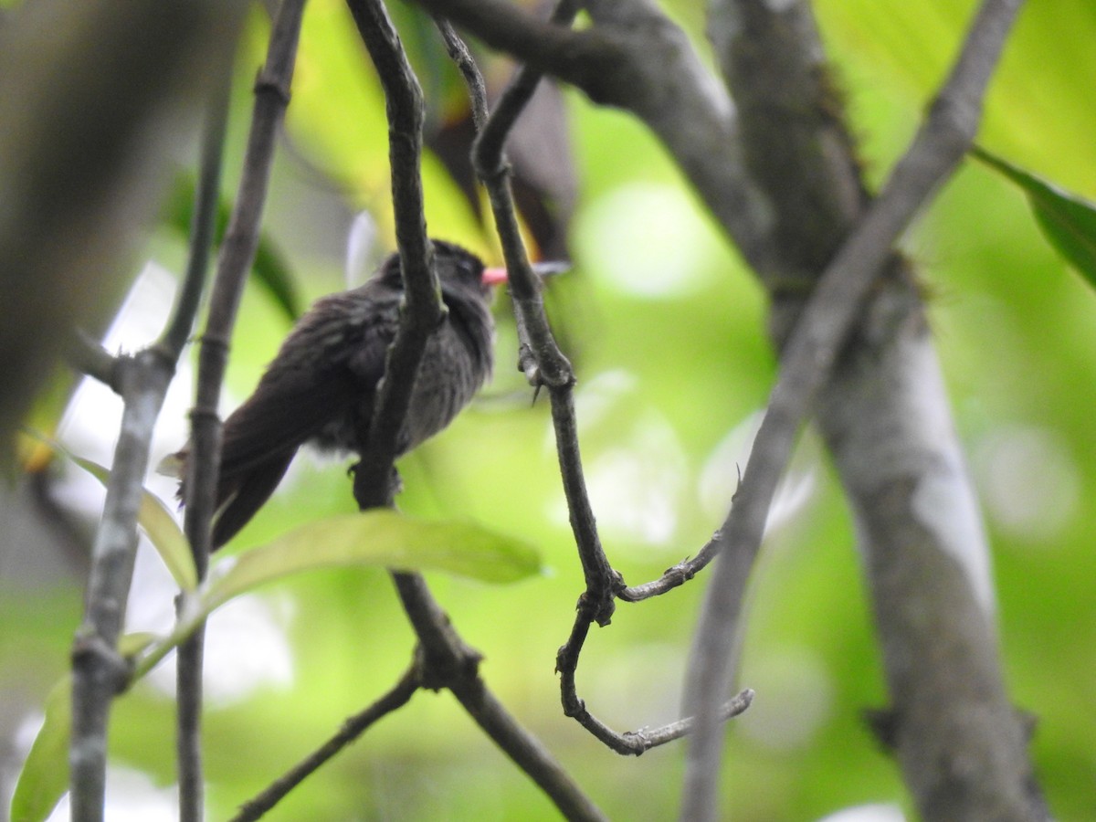 Blue-throated Goldentail - ML619948600