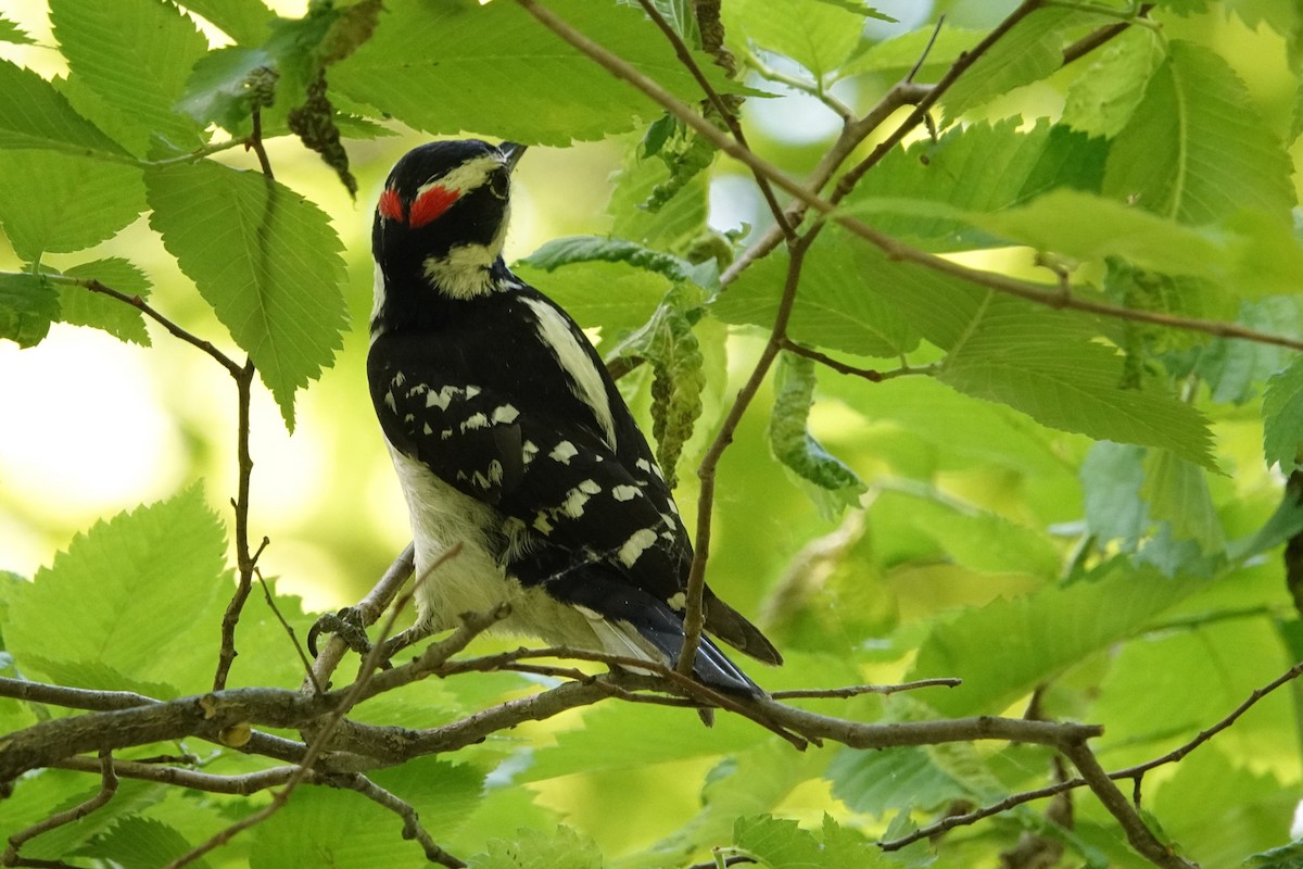 Hairy Woodpecker - ML619948615