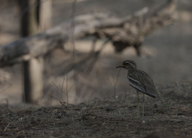 Indian Thick-knee - ML619948624