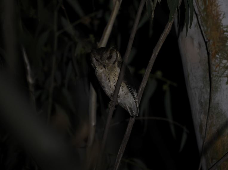 Indian Scops-Owl - ML619948629