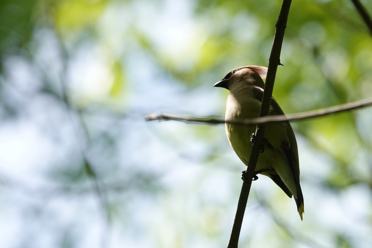 Cedar Waxwing - ML619948634