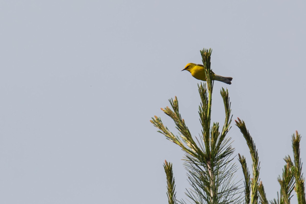 Blue-winged Warbler - ML619948645