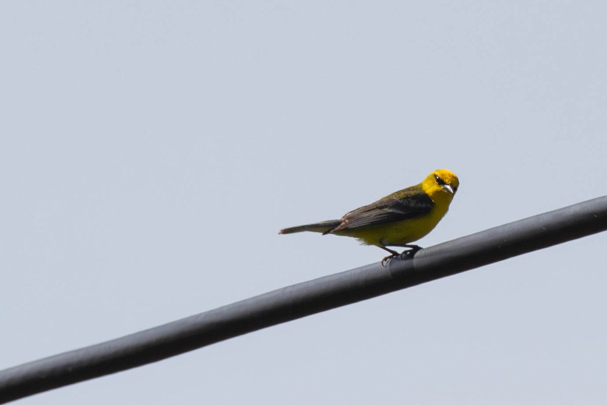 Blue-winged Warbler - ML619948647