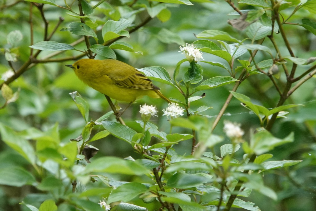 Yellow Warbler - ML619948658