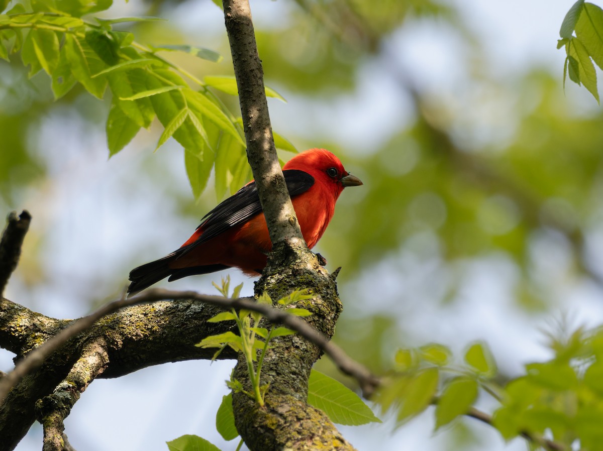 Scarlet Tanager - ML619948667
